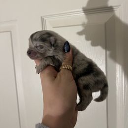 Boy 1 - Blue merle male Pomeranian puppy in Muskogee, Oklahoma from Wonderlust Pomeranians