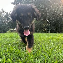 Hooligan - Black tri-color male Australian Shepherd puppy in Albertville, Alabama from Salt Creek Aussies
