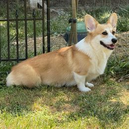 Cookie - Pembroke Welsh Corgi
