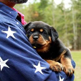 Rottweiler Puppies from DKV Rottweilers, German Rottweiler Puppies For Sale