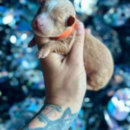 Fred - Apricot male Poodle puppy in Kentucky from Deerly Poodles