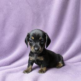 Alice - Black and tan female Dachshund puppy in Richmond, Virginia from Paw Prints