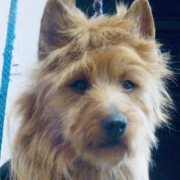 Roxy - Australian Terrier