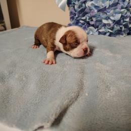 Boston red boy - Red male Boston Terrier puppy in Salisbury, North Carolina from P3 Boston Terriers in NC