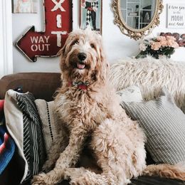 Calliope  - Goldendoodle