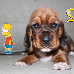 BART - Red and white male Basset Hound puppy in Jacksboro, Texas from Basset Hounds of Jacksboro, Tx