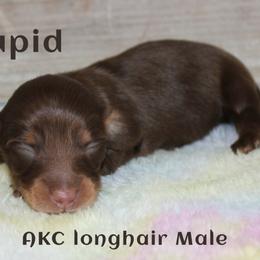 Cupid - Chocolate and tan male Dachshund puppy in Paris, Texas from Kuttin’ Up Mini Aussies