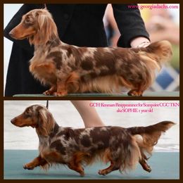 Dachshund Puppies from MyGaDachs