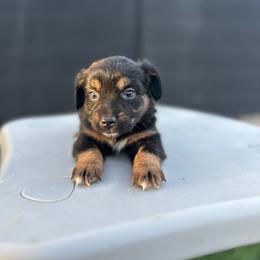 Remington - Black tri female Miniature Australian Shepherd puppy in Queen Creek, Arizona from Arizona Aussies