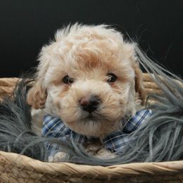 Poodle Puppies from Dundee Dandy Poodles