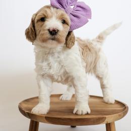 Assorted Doodle Crosses, Bernedoodle, Double Doodle, Goldendoodle, Labradoodle, and Whoodle Puppies from Our Little Farm Life Doodles