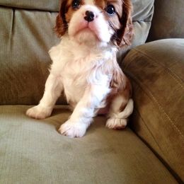 Cavalier King Charles Spaniel Puppies from Seaborne Cavalier King Charles Spaniels