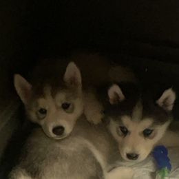 Siberian Husky Puppies from Agouti Run: Husky House