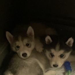 Siberian Husky Puppies from Agouti Run: Husky House