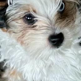 Yorkshire Terrier Puppies from Yorkies By Cheri
