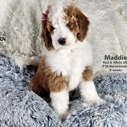 Bernedoodle Puppies from A Star is Born Doodles