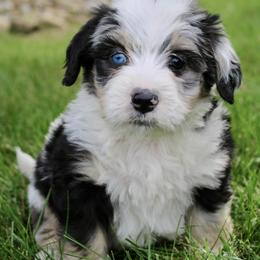 Bernedoodle, Cavapoo, and Pomsky Puppies from Cuddle Paws