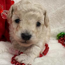 Nicholas - White male Poodle puppy in Vilonia, Arkansas from Donna’s Pretty Poodles