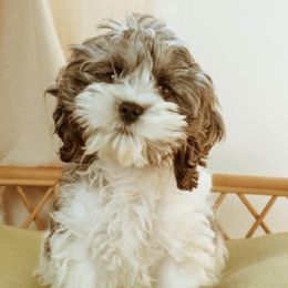 Aussiedoodles and Cockapoos from Dark Corner Doodles