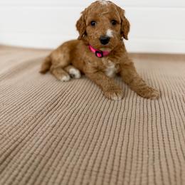 Pink Collar - Apricot female Goldendoodle puppy in Billings, Montana from Montana Raised Doodles
