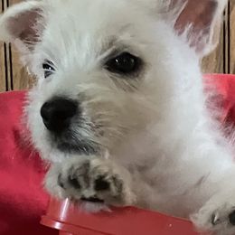 West Highland White Terriers from Barbara's West Highland White Terriers