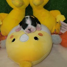 Boston Terrier Puppies from Baldwins Boston Terriers
