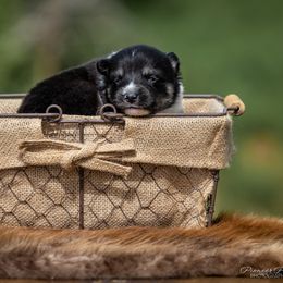 Pomsky Puppies from Pioneer Peak Pomskies