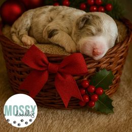 Jingles - Merle female Sheepadoodle puppy in Inman, South Carolina from Mossy Doodles LLC