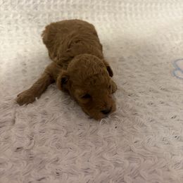 Hidie - Brown female Poodle puppy in Plano, Texas from Dogs lovers