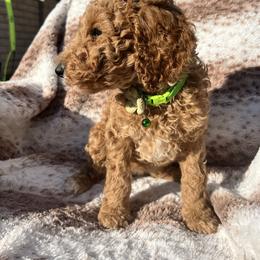 Green collar - Apricot female Poodle puppy in Bakersfield, California from Lucky 7 Litter
