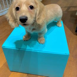 Dachshund Puppies from Wieonder Doxies