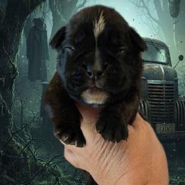 Pinhead (boy) - Brindle male Boxer puppy in Red Boiling Springs, Tennessee from Silver Rain