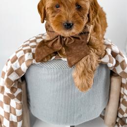 Hattie's Last Chapter- Bookmark - Apricot male Goldendoodle puppy in Russell Springs, Kentucky from Milk & Honey Doodles