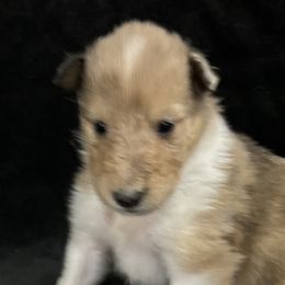 Girl 2 - Collie puppy from Collie Campo