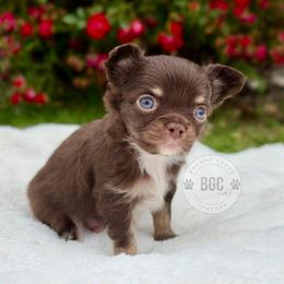 Ash - Chocolate and tan male Chihuahua puppy in Forsyth, Georgia from Brooks Grove Canines LLC