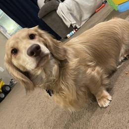 Walter - Dachshund