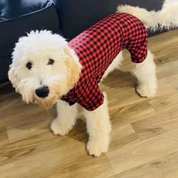 Winnie - Goldendoodle