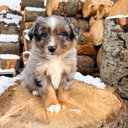Miniature American Shepherd and Miniature Australian Shepherd Puppies from Sugartop Minis
