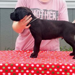 Boy 7 - Cane Corso puppy in Bryan, Texas from Lone Star Cane Corso