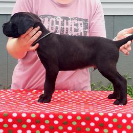 Boy 7 - Cane Corso puppy in Bryan, Texas from Lone Star Cane Corso