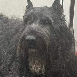 Sonja - Bouvier des Flandres