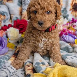 Puppy 5 (Goldendoodle) - Dark golden male Golden Retriever puppy in San Tan Valley, Arizona from Top Gun Golden Retrievers