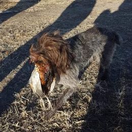 Quigley - Wirehaired Pointing Griffon