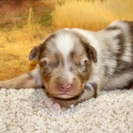 Remington - Red merle male Miniature Australian Shepherd puppy in Ronan, Montana from Dirt Road Aussie’s of Montana