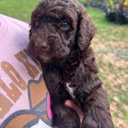 Trails - Chocolate female Goldendoodle puppy in Lancaster, Pennsylvania from Doodles in the Skye