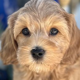 Moon - Golden Cockapoo puppy in Roseville, California from Darby Park Doodles