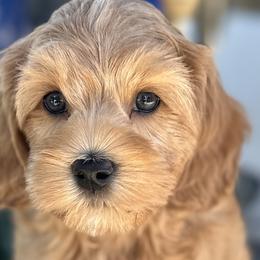 Moon - Golden Cockapoo puppy in Roseville, California from Darby Park Doodles