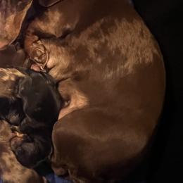 Dachshunds from Royal T minature dachshund
