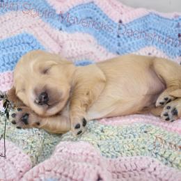 Cream girl - Cream female Dachshund puppy in Seminary, Mississippi from Down South Mavericks Dachshunds