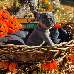 Hazel - Blue female French Bulldog puppy in Columbia Falls, Montana from Glacier French Bulldogs of Montana